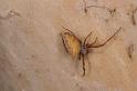 Uloborus_ZZ625_D7978_Z_88_North Stradbroke island_Australie